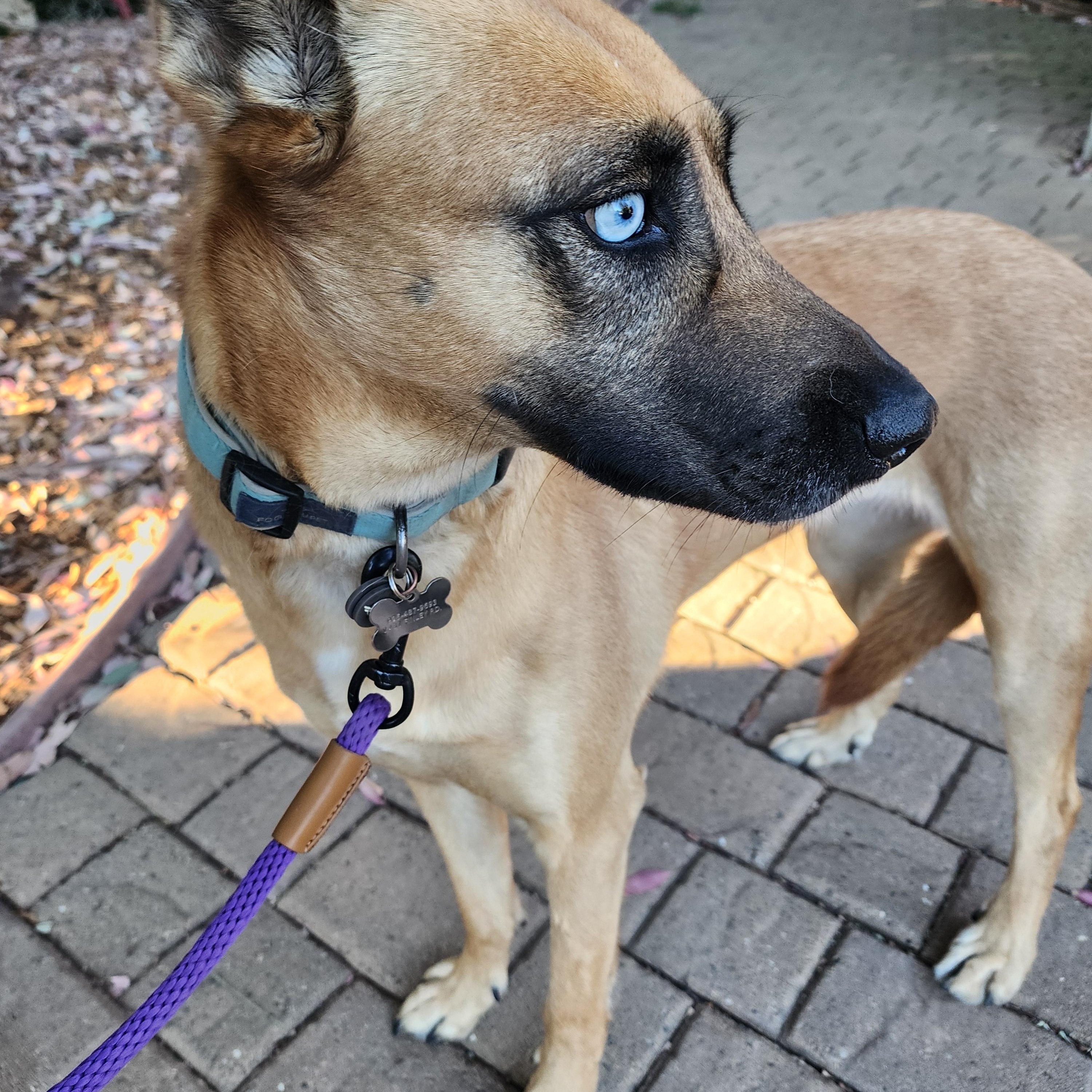 Safari, Adoptable, Young Female Belgian Shepherd / Malinois.