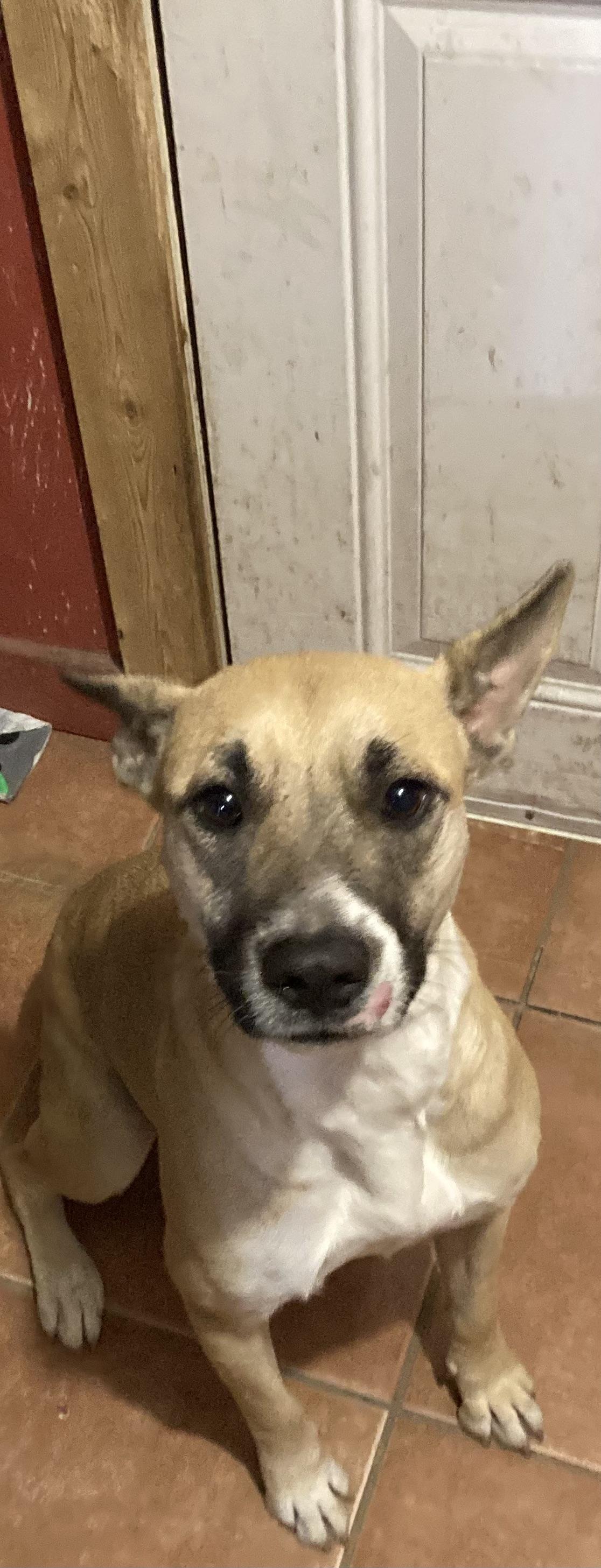 Enlarge Chrissy, a Adoptable mixed breed in Battle Creek, MI image 6/6