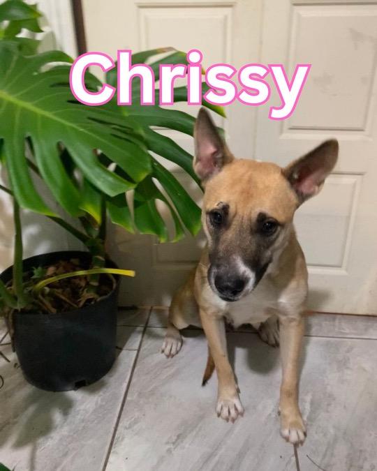 Enlarge Chrissy, a Adoptable mixed breed in Battle Creek, MI image 1/6