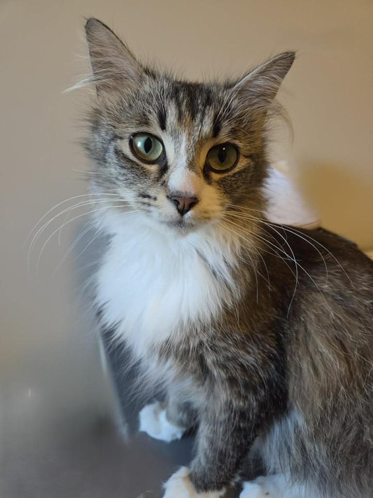 Karma, Adoptable, Young Female Domestic Medium Hair.