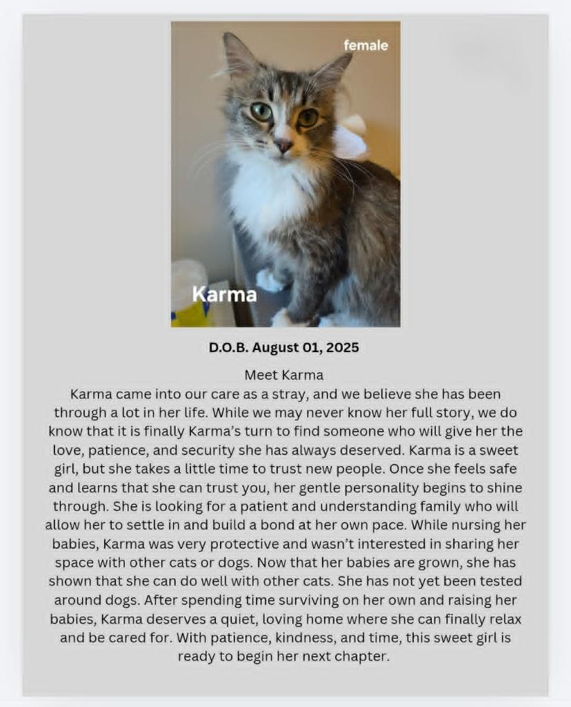Karma, a Adoptable mixed breed in Yellowknife, NT image 2/2