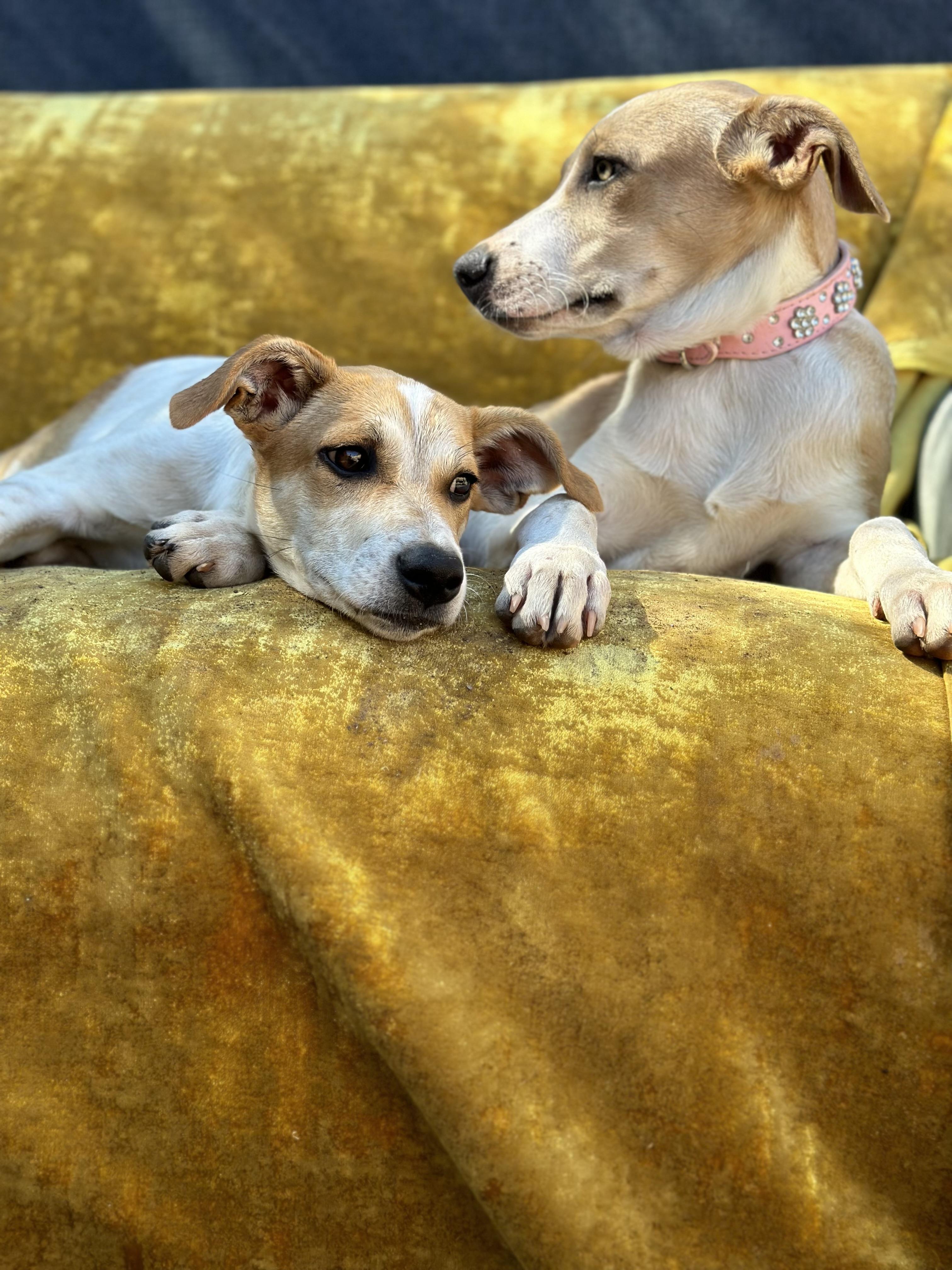 Enlarge Jenny, a Adoptable mixed breed in Los Angeles, CA image 1/3