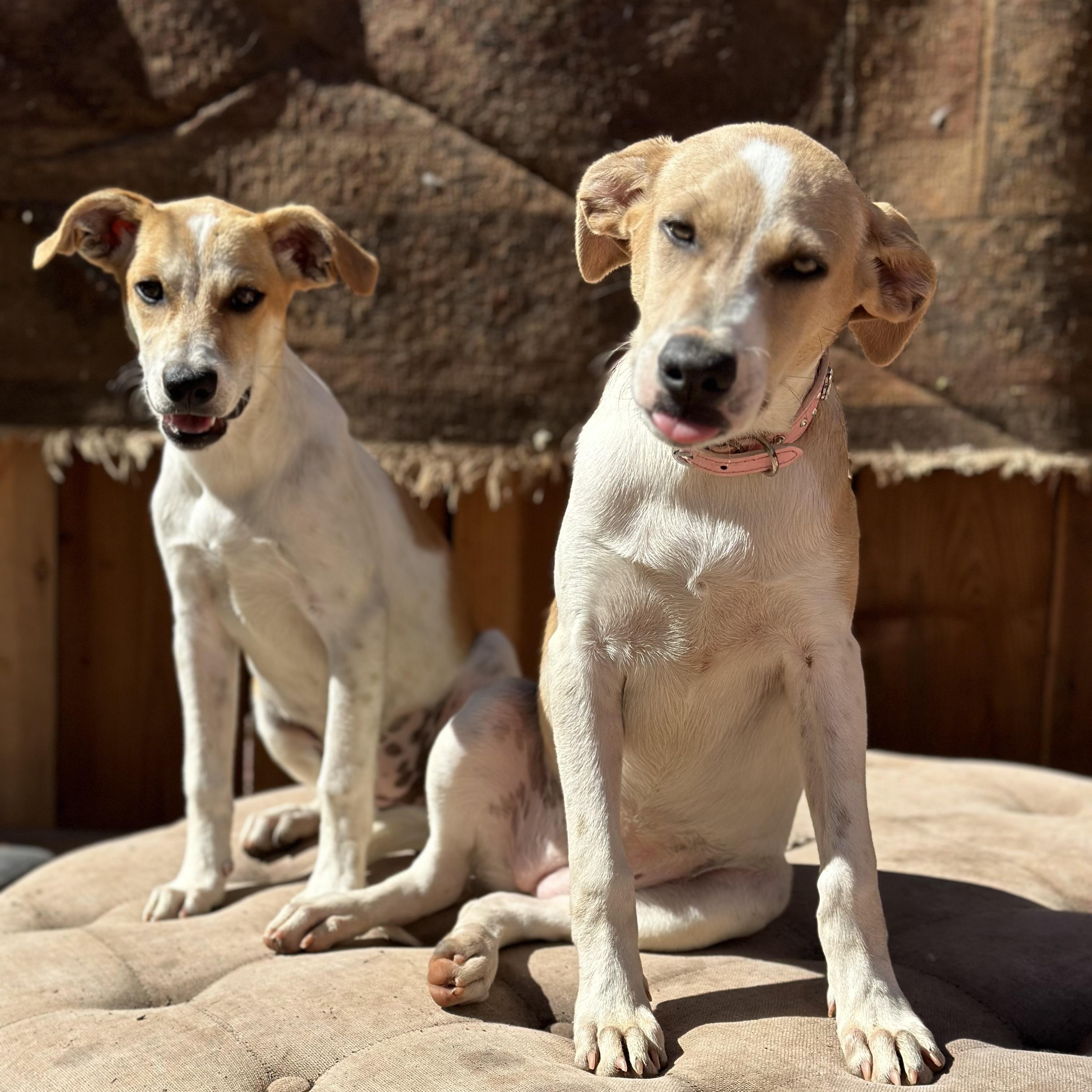 Enlarge Jenny, a Adoptable mixed breed in Los Angeles, CA image 6/6