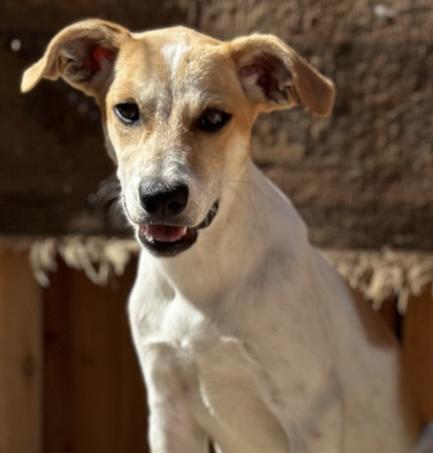 Jenny, Adoptable, Young Female Jack Russell Terrier.