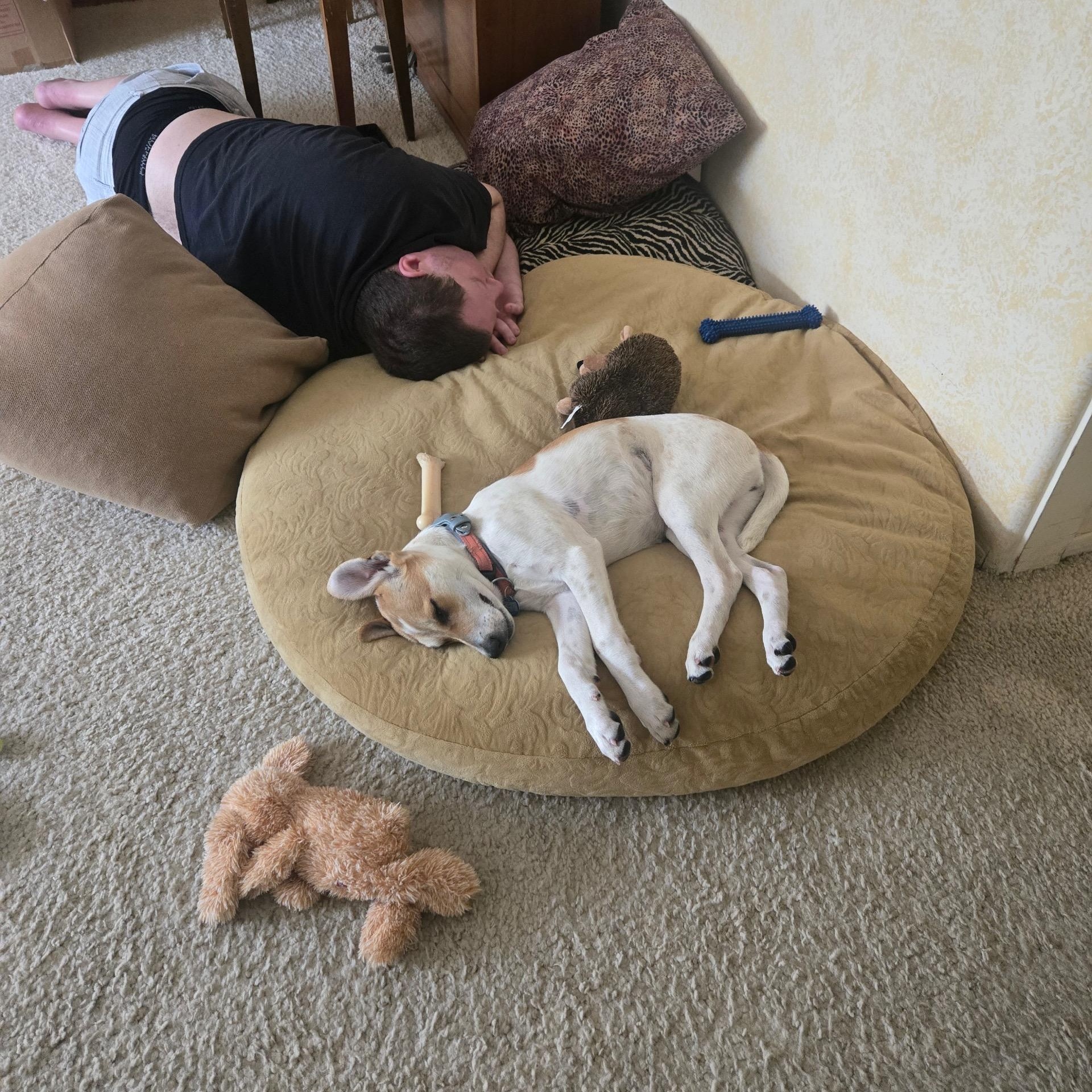 Enlarge Jenny, a Adoptable mixed breed in Los Angeles, CA image 2/6