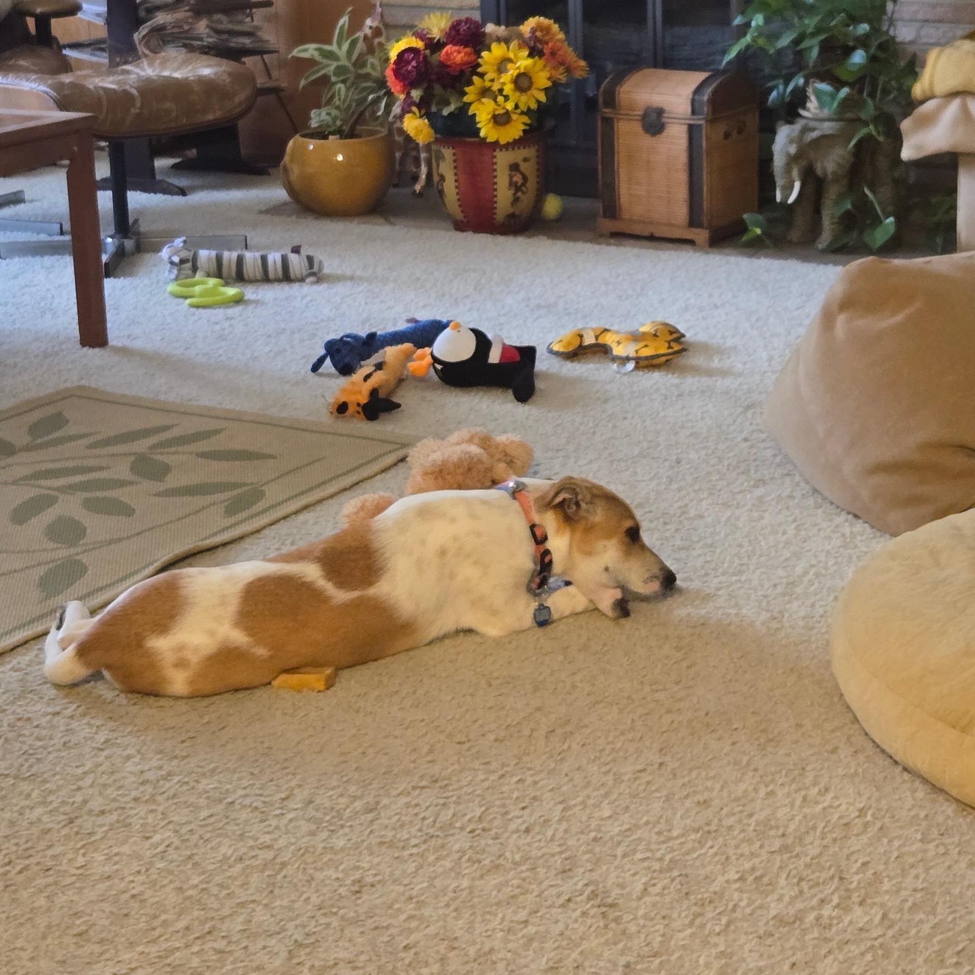 Enlarge Jenny, a Adoptable mixed breed in Los Angeles, CA image 5/6