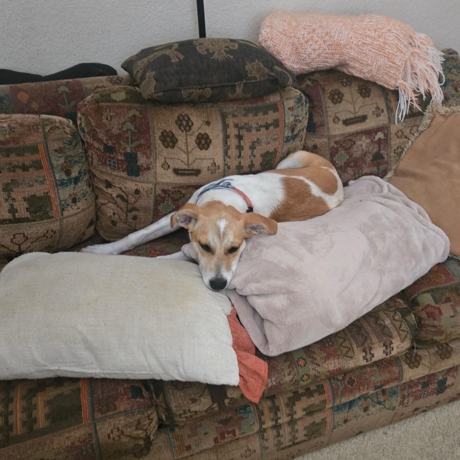 Enlarge Jenny, a Adoptable mixed breed in Los Angeles, CA image 3/6