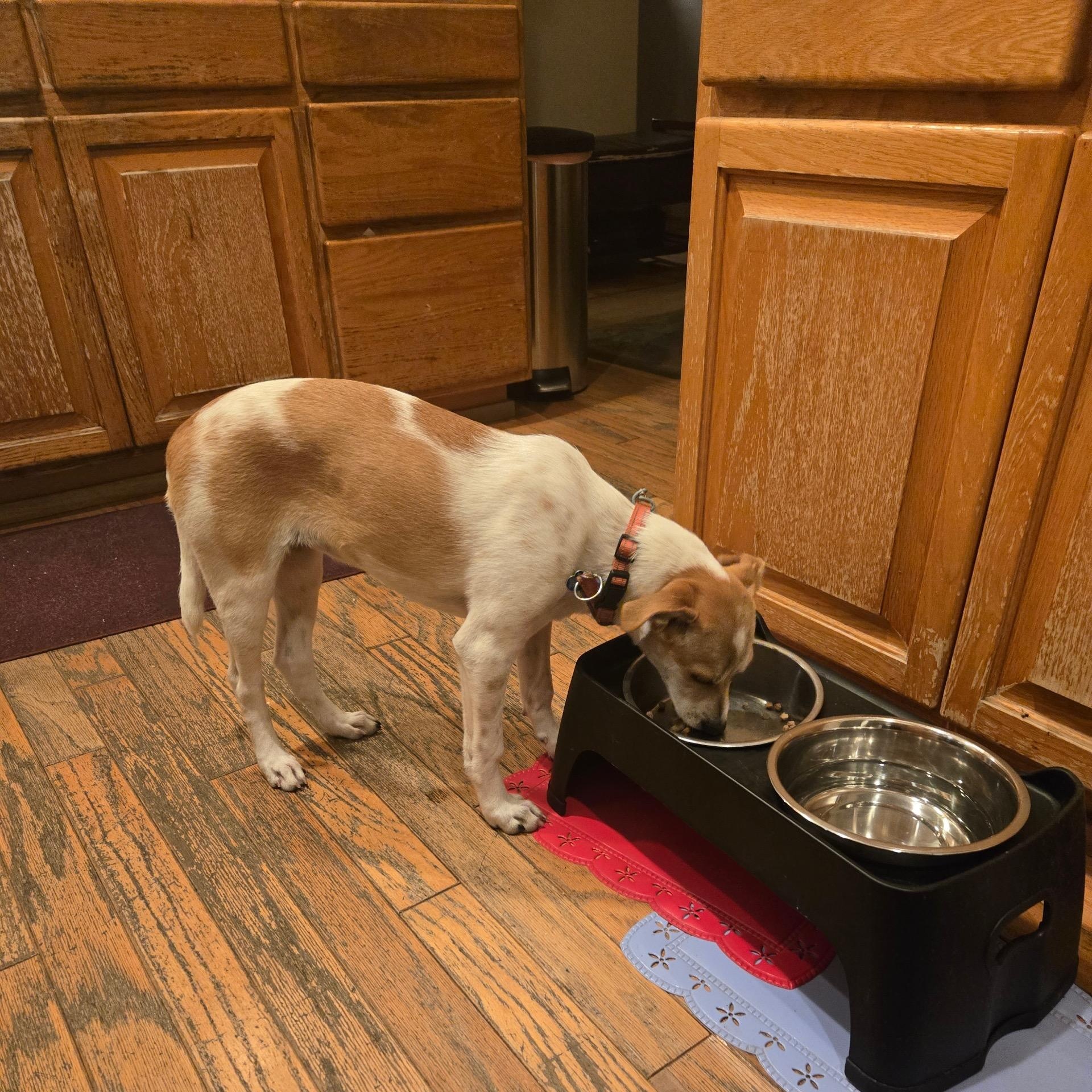 Enlarge Jenny, a Adoptable mixed breed in Los Angeles, CA image 4/6