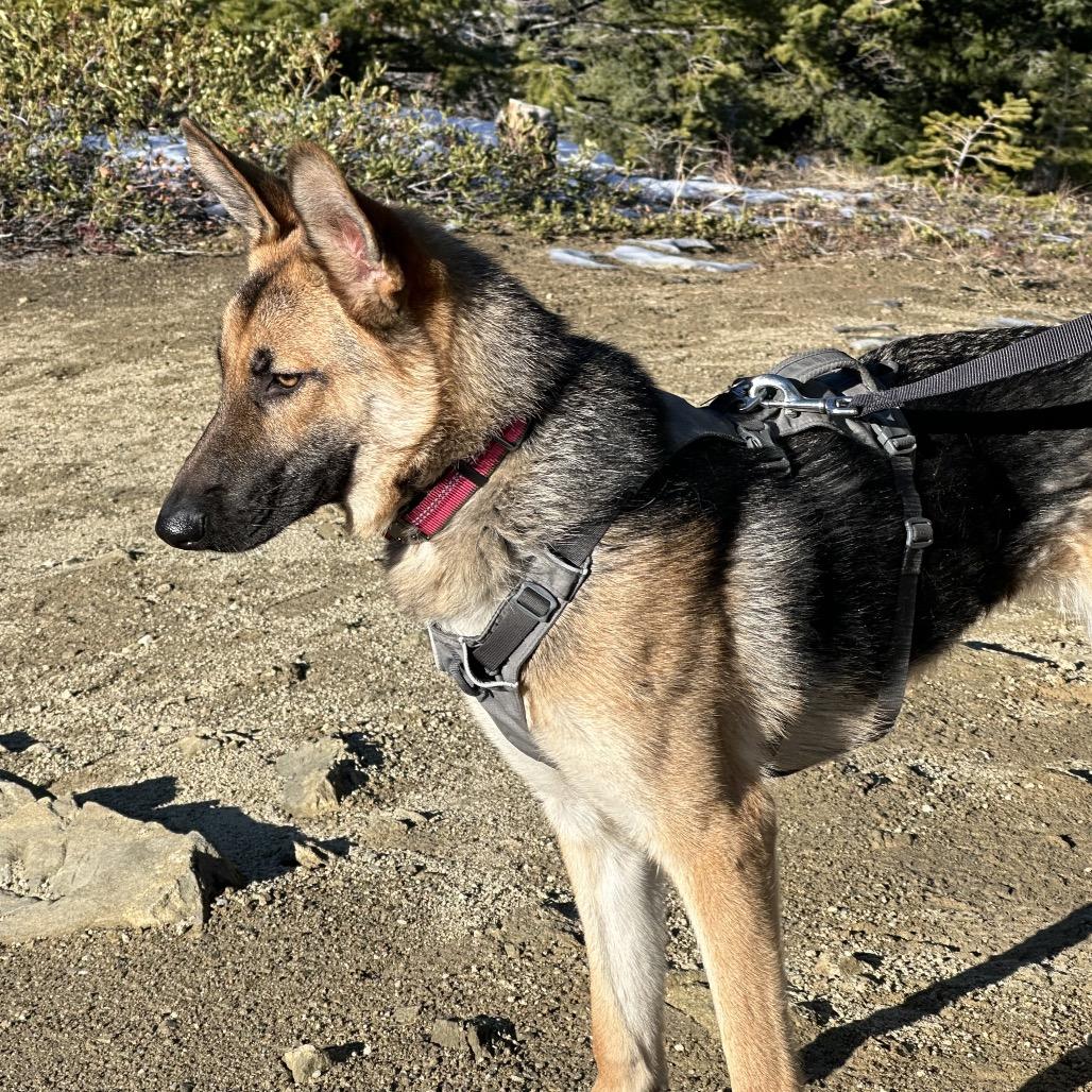 Koko, Adoptable, Young Female German Shepherd Dog.