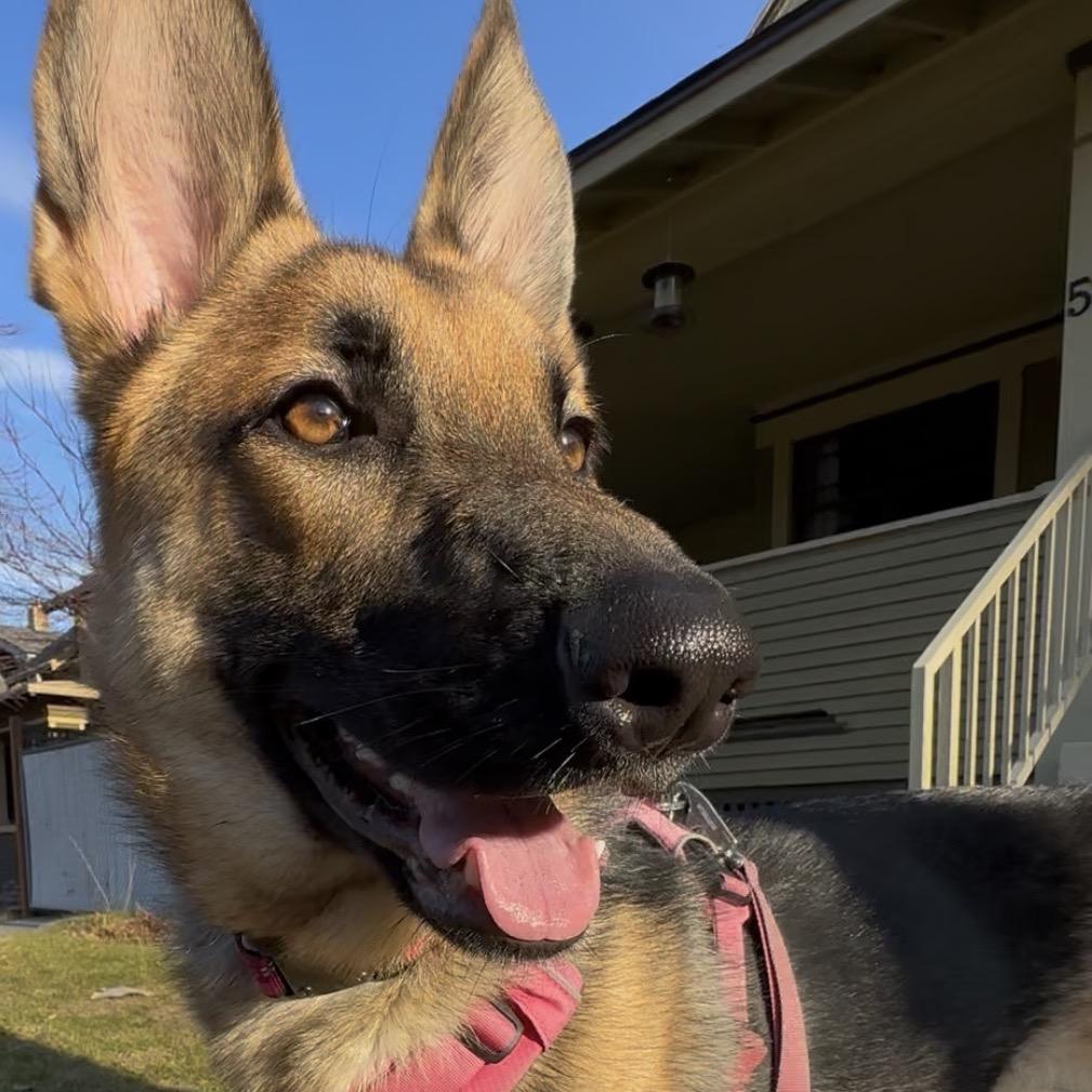 Koko, Adoptable, Young Female German Shepherd Dog.