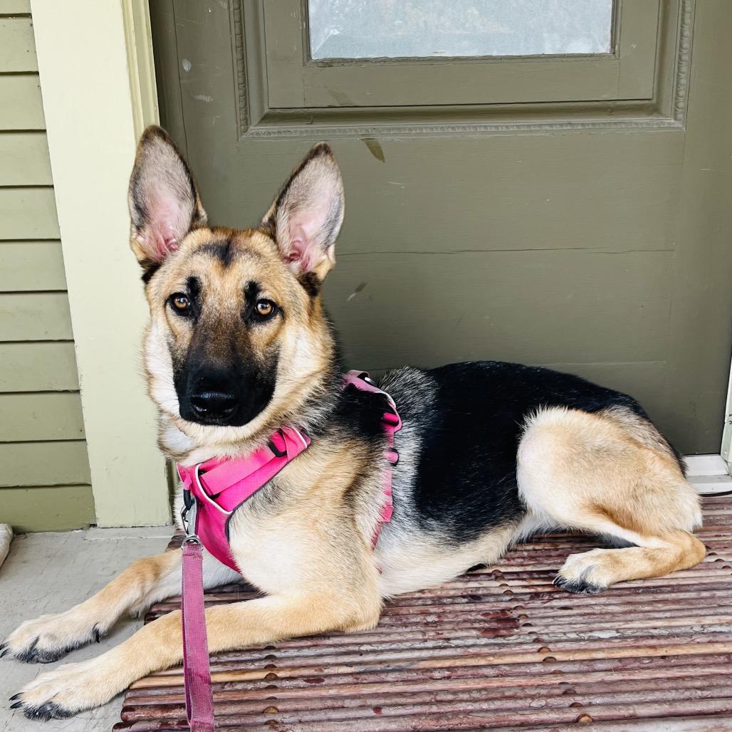 Koko, Adoptable, Young Female German Shepherd Dog.