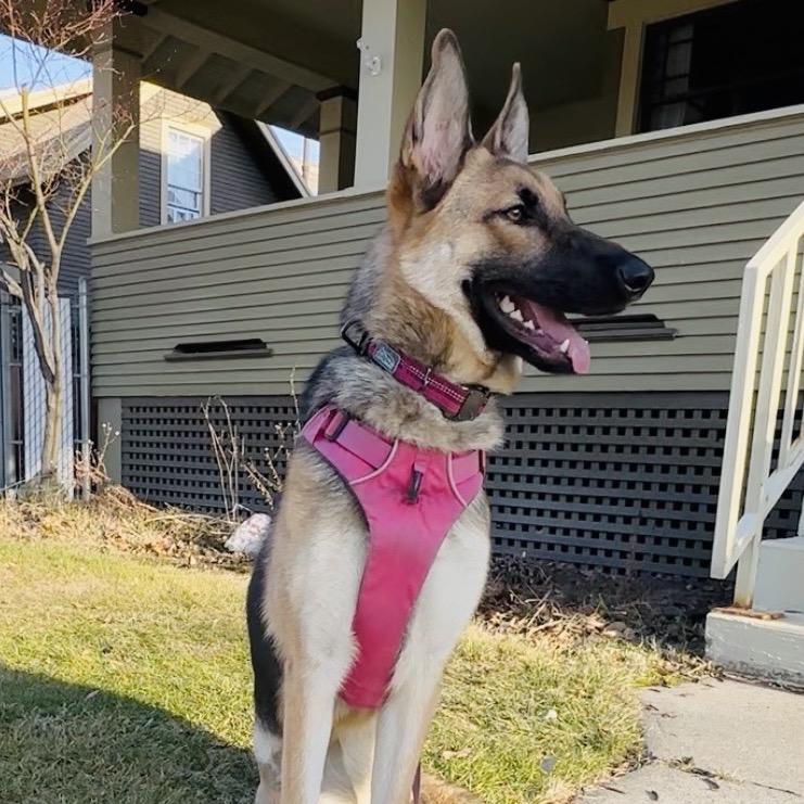 Koko, a Adoptable German Shepherd Dog in Cashmere, WA image 4/6