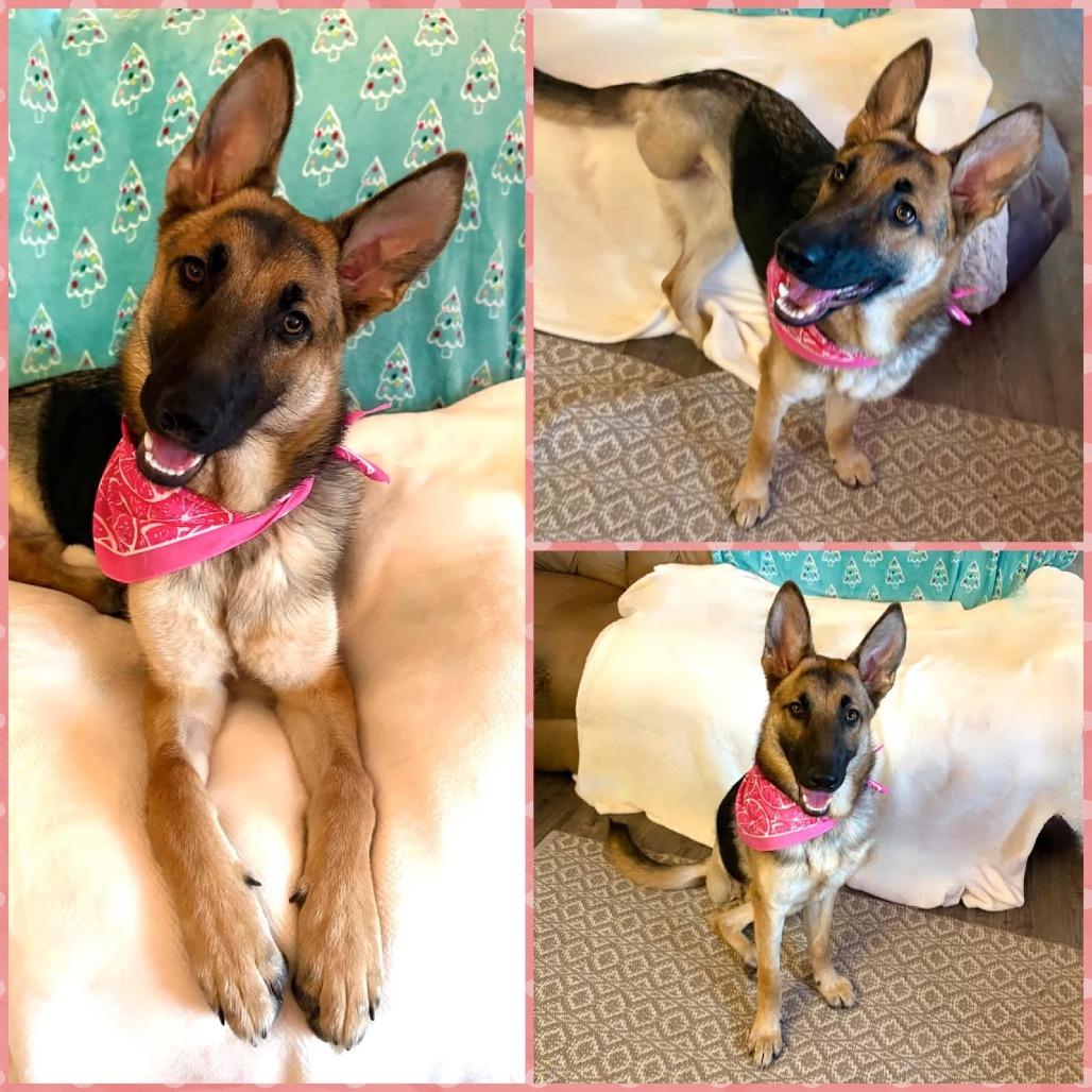 Koko, Adoptable, Young Female German Shepherd Dog.
