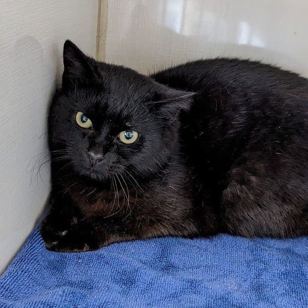 Harrison Furred, a Adoptable Domestic Short Hair in Shippenville, PA image 1/3