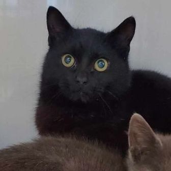 Harrison Furred, a Adoptable Domestic Short Hair in Shippenville, PA image 2/3