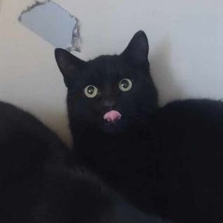 Harrison Furred, a Adoptable Domestic Short Hair in Shippenville, PA image 3/3