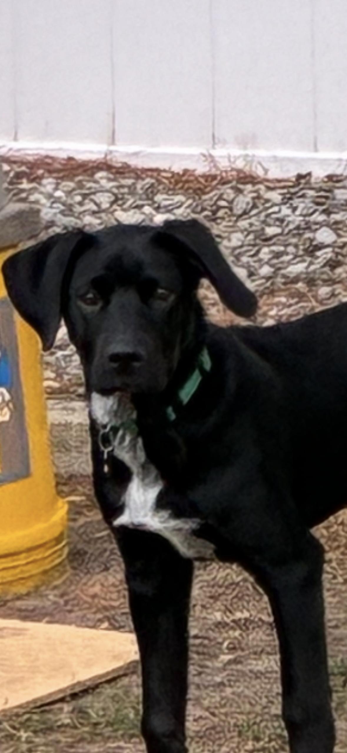 Charlie, adoptable, Young Male Labrador Retriever & Border Collie.