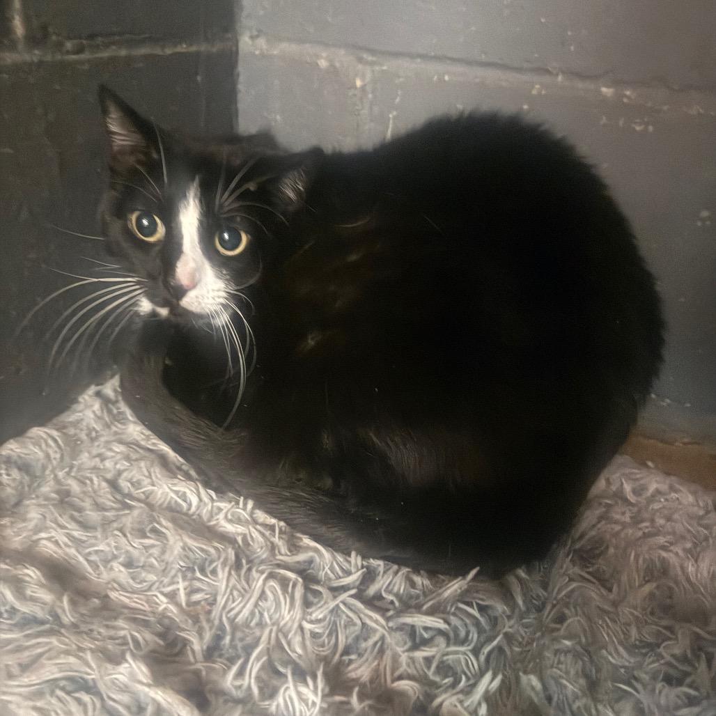 Enlarge Skunk, a Adoptable Domestic Short Hair in Collinsville , OK image 1/2