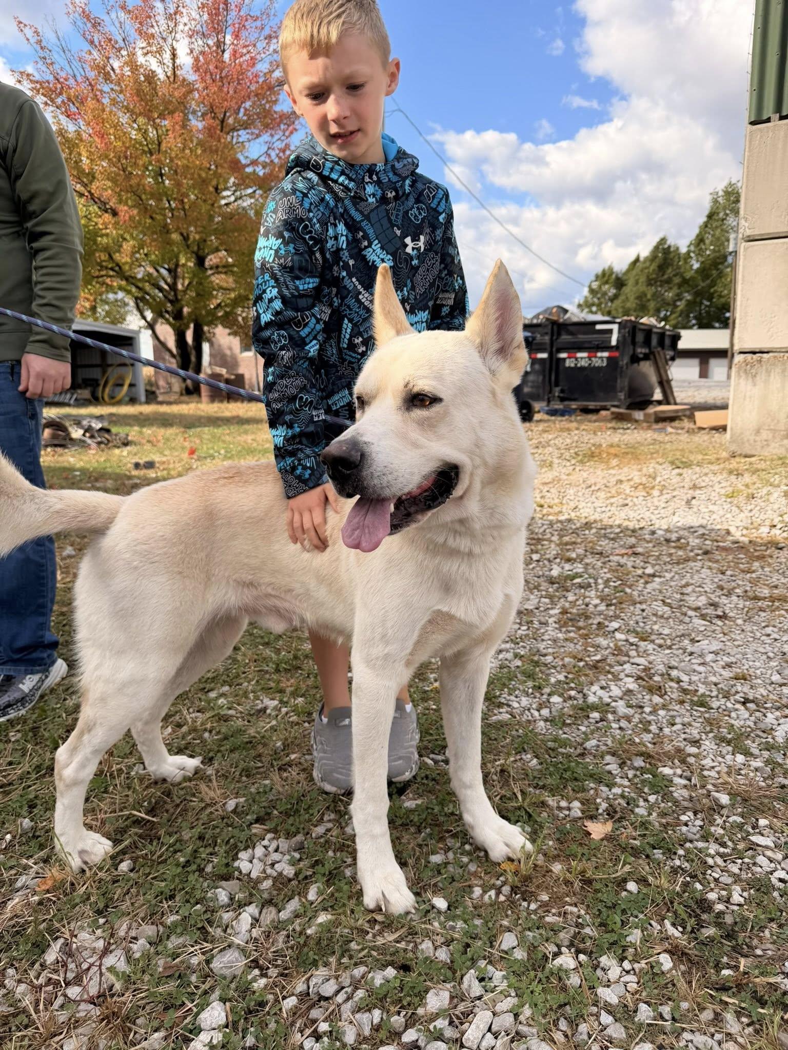 Rufus, Adoptable, Adult Male German Shepherd Dog & Siberian Husky.