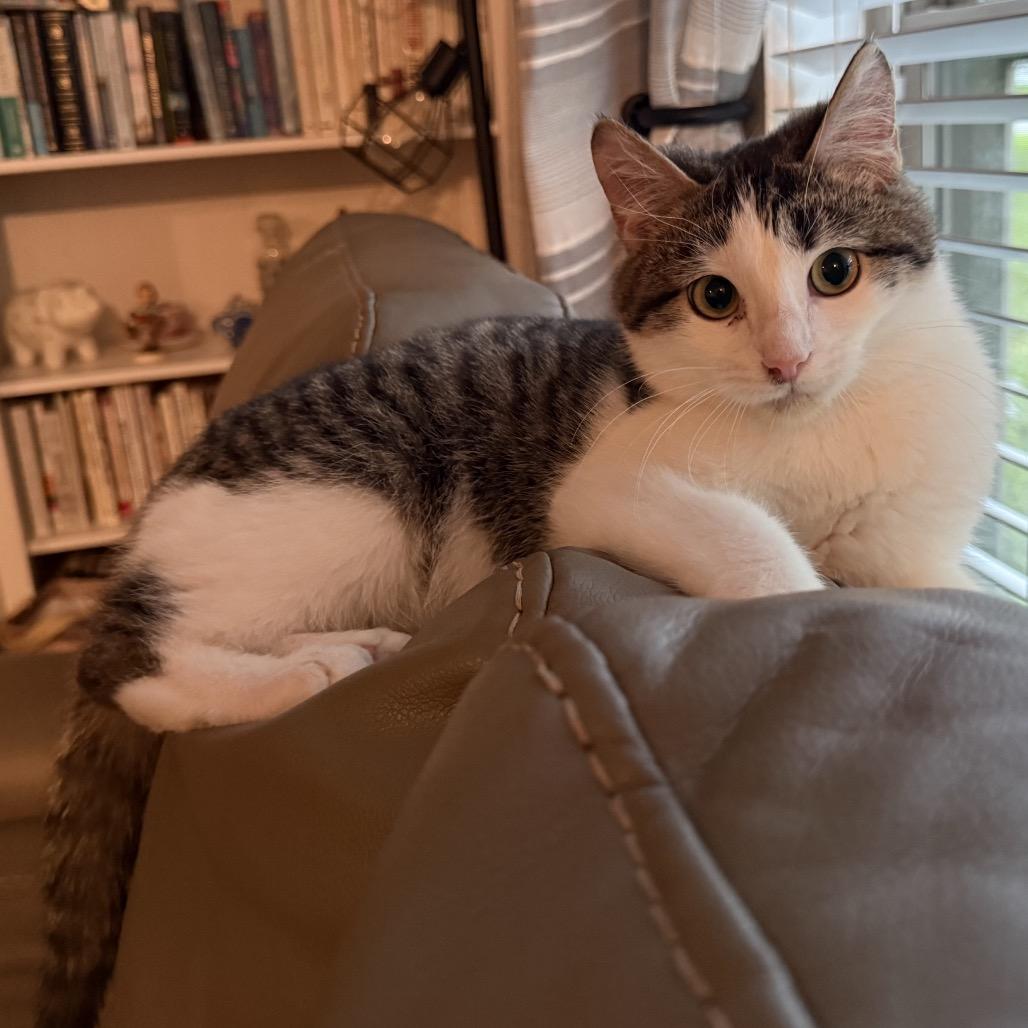 Shaggy, Adoptable, Young Male Domestic Medium Hair.