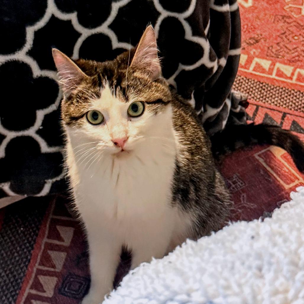 Enlarge Shaggy, a Adoptable Domestic Medium Hair in Boerne, TX image 2/5