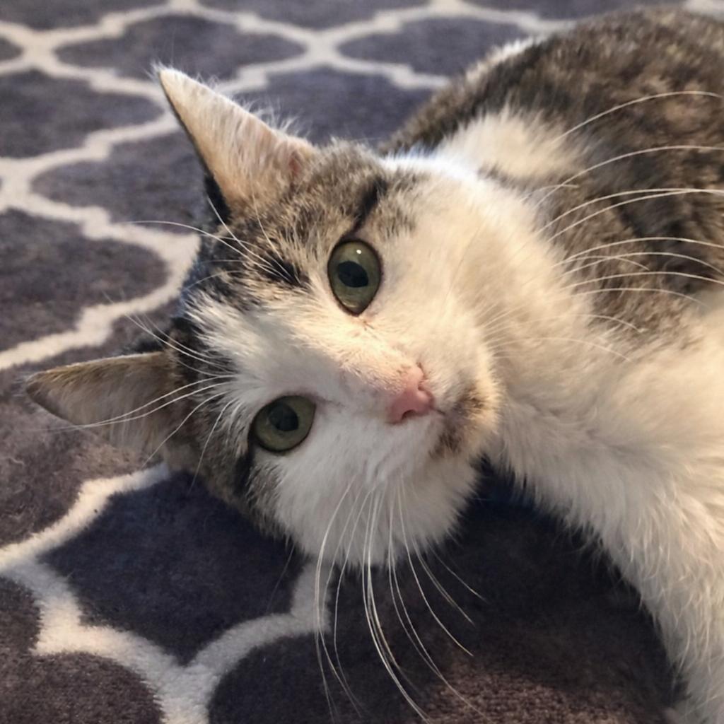 Enlarge Shaggy, a Adoptable Domestic Medium Hair in Boerne, TX image 3/5