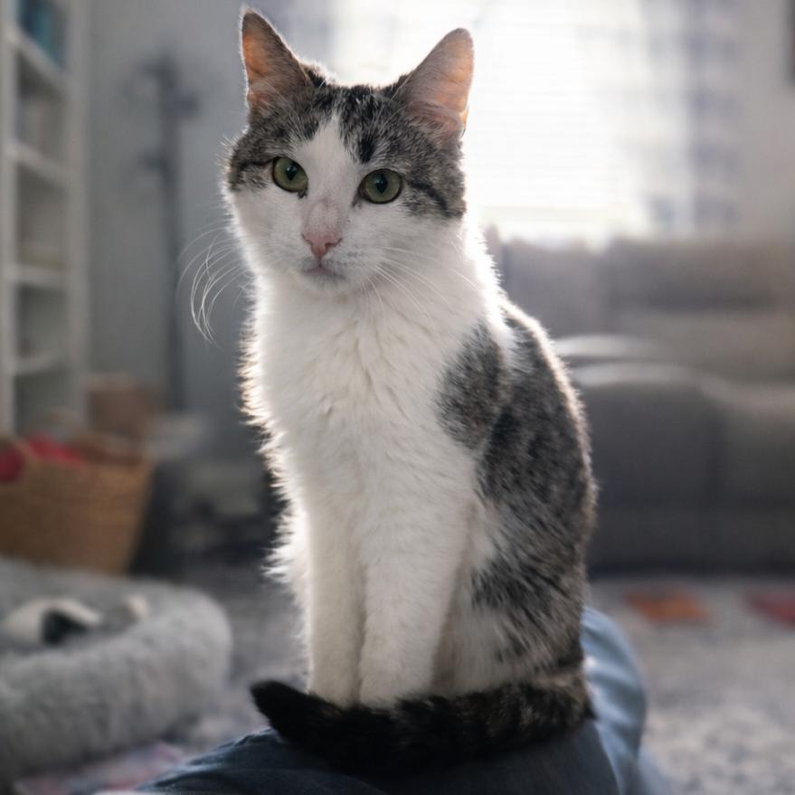 Enlarge Shaggy, a Adoptable Domestic Medium Hair in Boerne, TX image 4/5