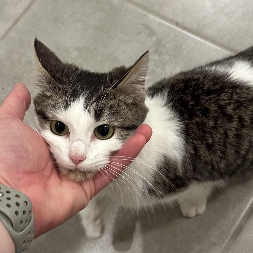 Enlarge Shaggy, a Adoptable Domestic Medium Hair in Boerne, TX image 5/5