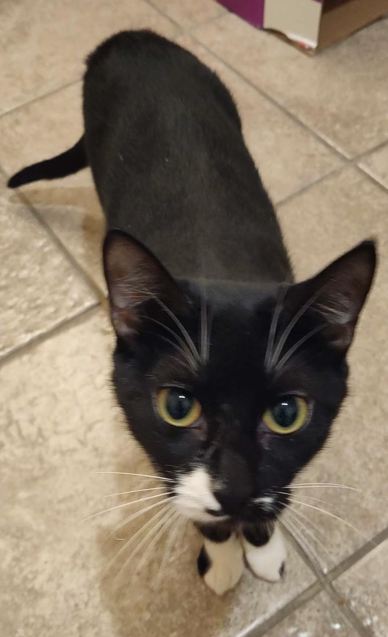 Socks, a Adoptable Domestic Short Hair in Beeville, TX image 1/2