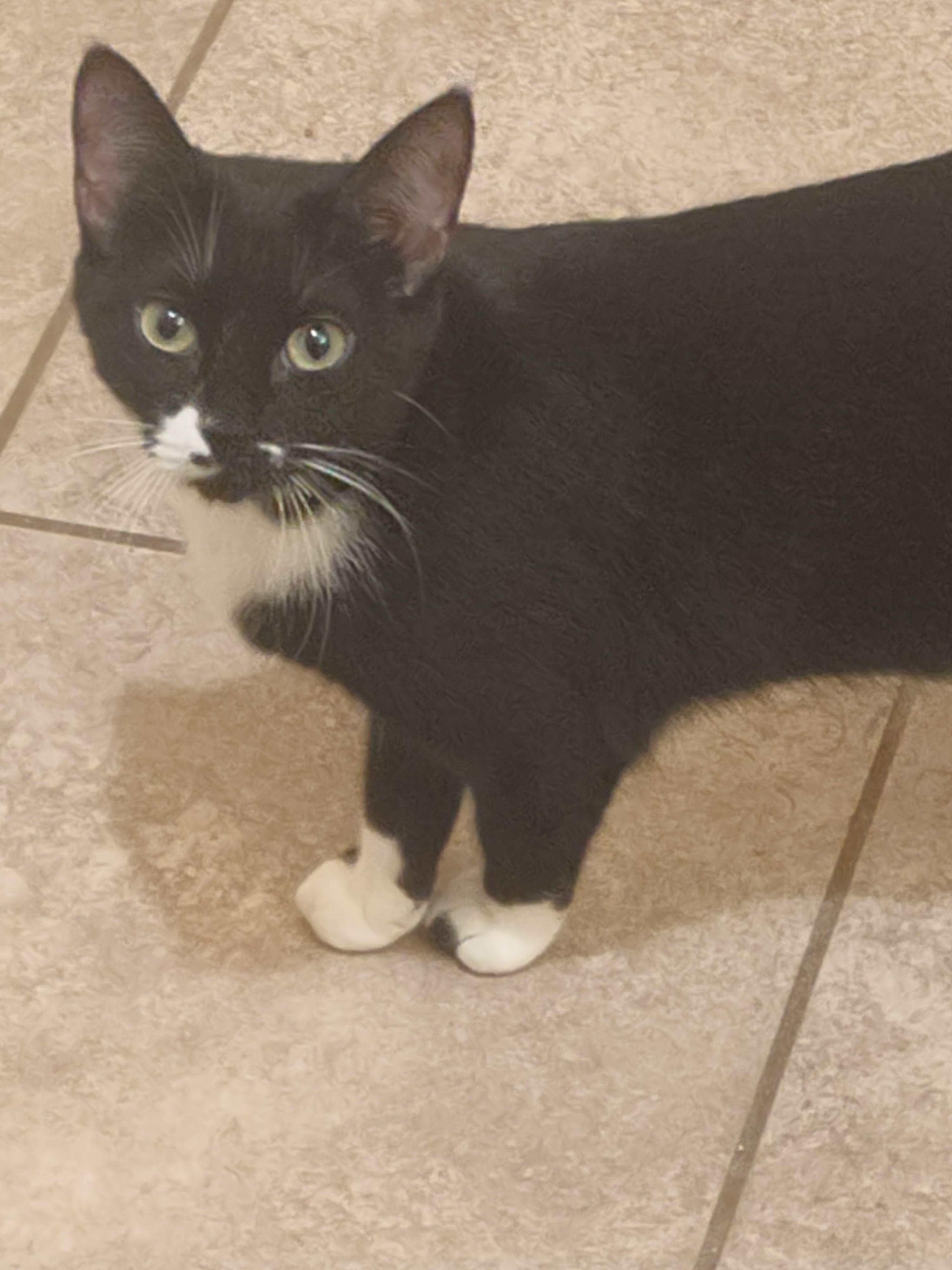 Socks, Adoptable, Young Female Domestic Short Hair.