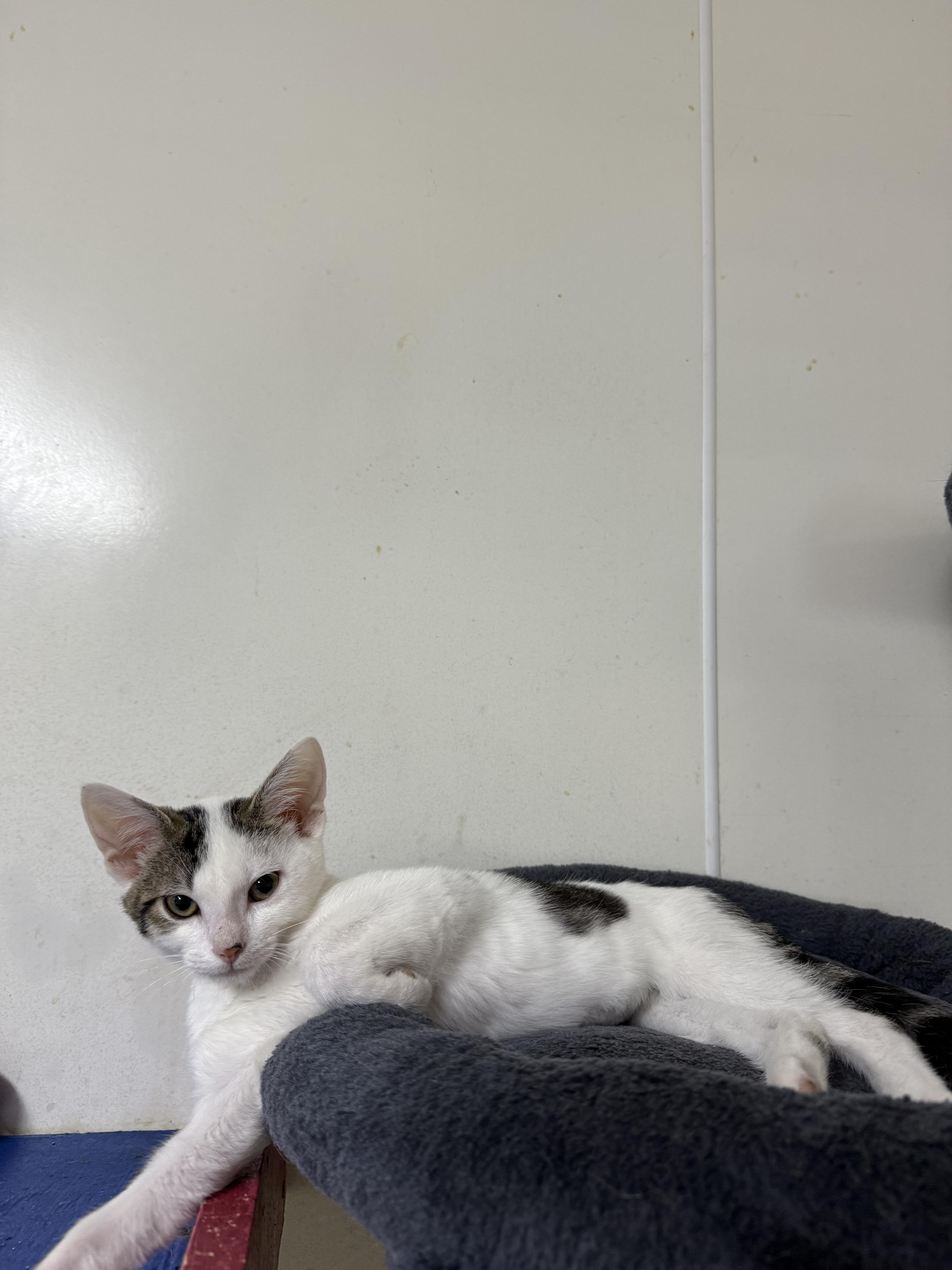 Enlarge Gollum, a ADOPTABLE Domestic Short Hair in Hendersonville, TN image 1/1