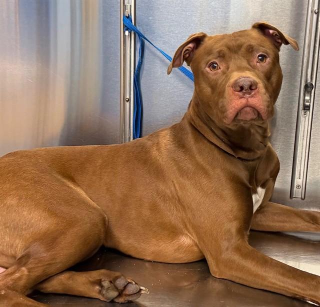 BROADWAY, Adoptable, Young Male Pit Bull Terrier & Boxer.