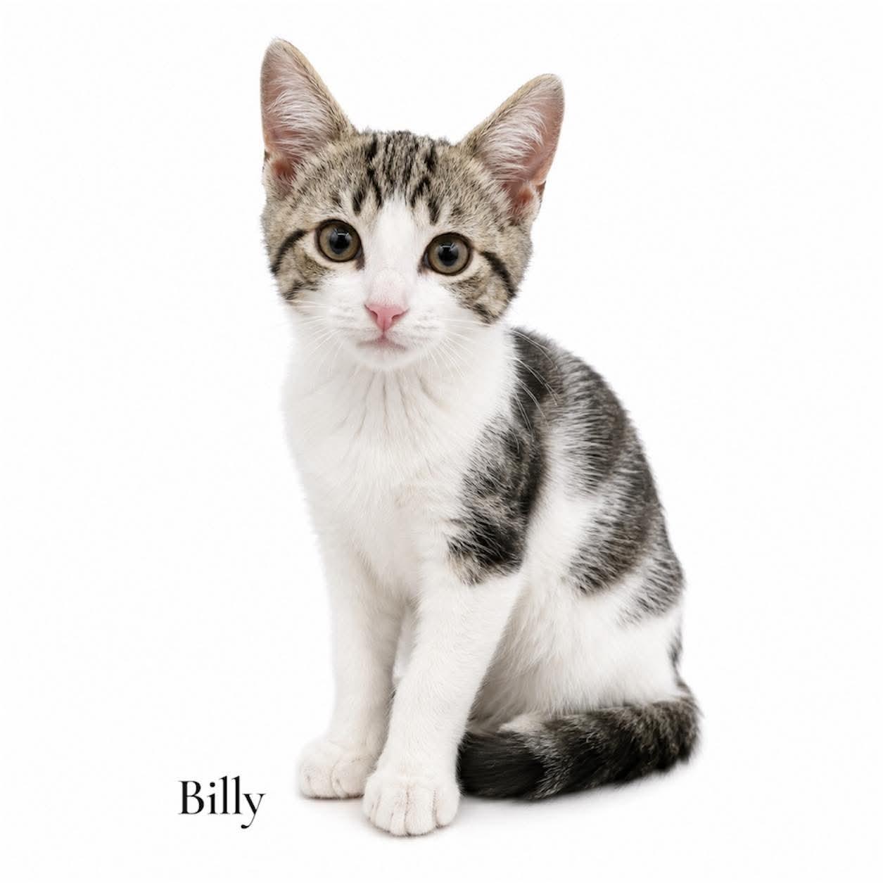 Billy, Adoptable, Kitten Male Domestic Short Hair.