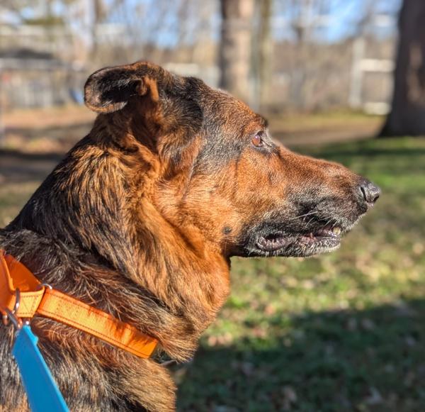 Lucas (mcas), Adoptable, Adult Male German Shepherd Dog.