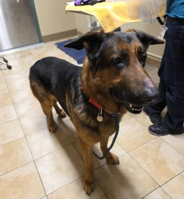 Enlarge Lucas (mcas), a Adoptable German Shepherd Dog in Troutdale, OR image 2/3