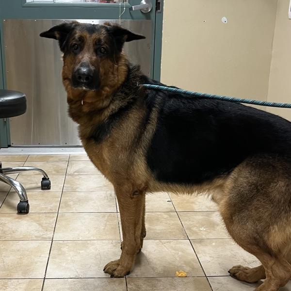 Enlarge Lucas (mcas), a Adoptable German Shepherd Dog in Troutdale, OR image 3/3