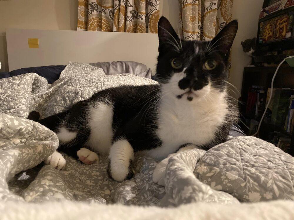 Enlarge Mr. Oreo, a Adoptable Domestic Short Hair in Lake Grove, NY image 1/2