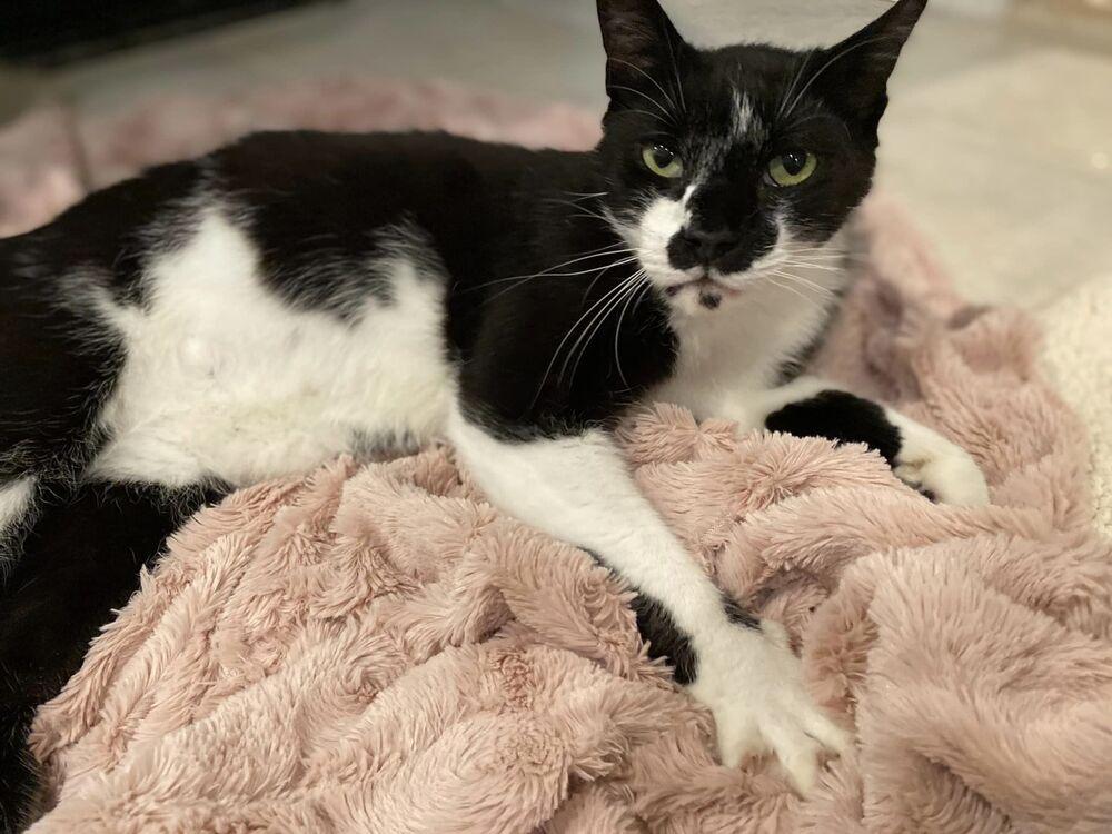 Enlarge Mr. Oreo, a Adoptable Domestic Short Hair in Lake Grove, NY image 2/2