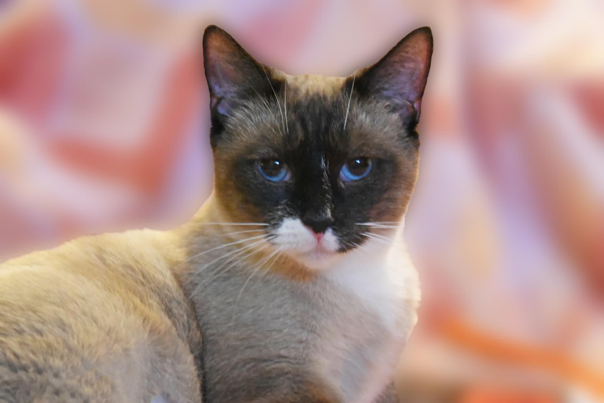 Enlarge Saphire, a Adoptable Siamese in Johnstown, NY image 1/6