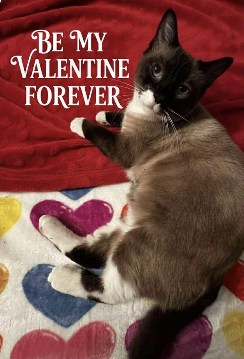 Enlarge Saphire, an adopted Siamese in Johnstown, NY image 6/6