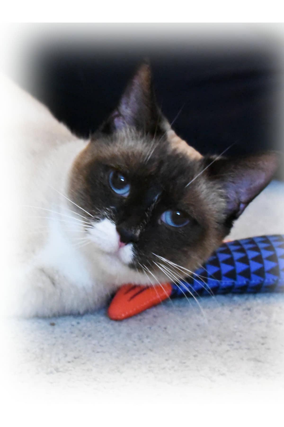 Enlarge Saphire, a Adoptable Siamese in Johnstown, NY image 6/6
