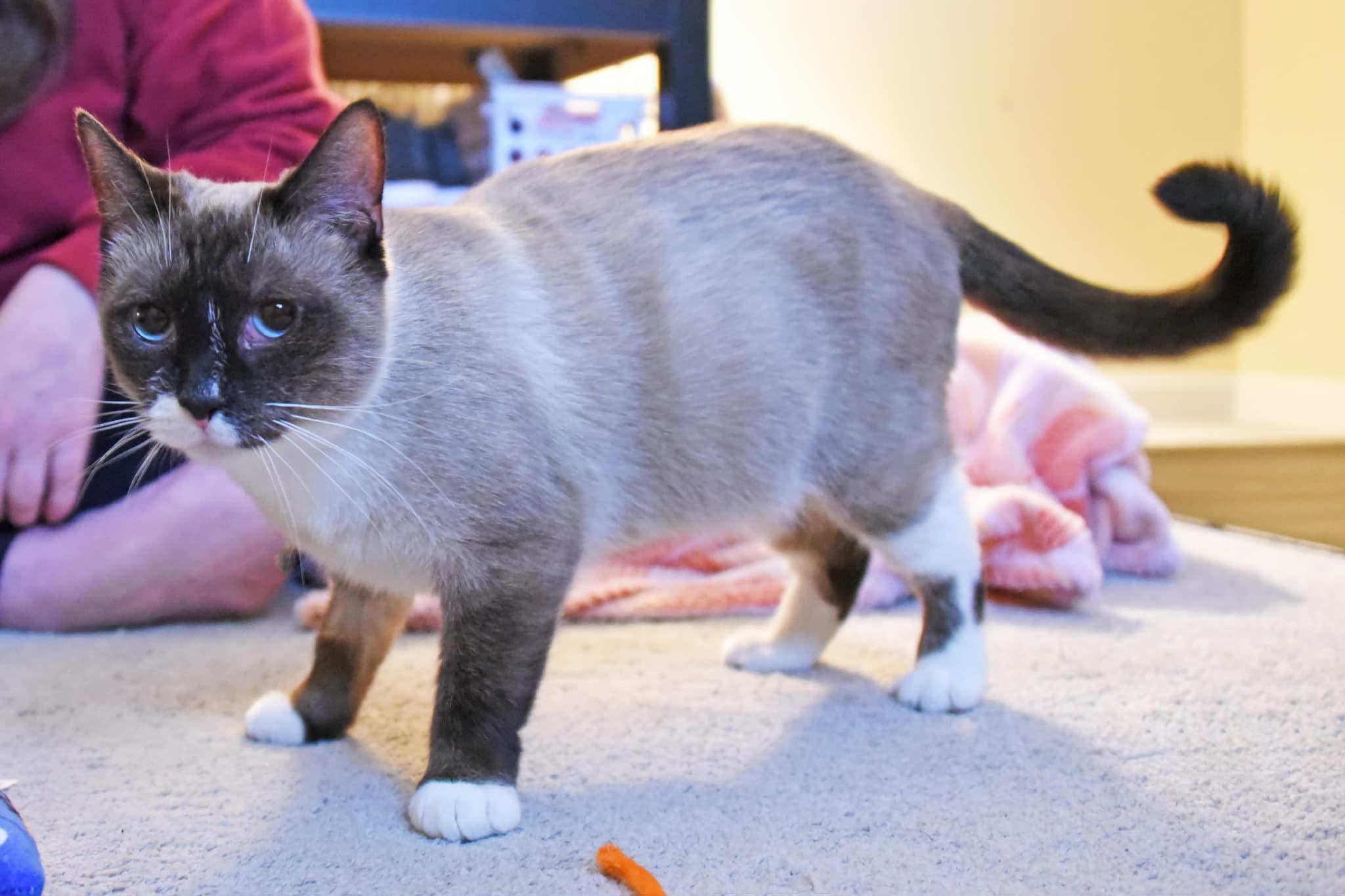 Enlarge Saphire, a Adoptable Siamese in Johnstown, NY image 4/6