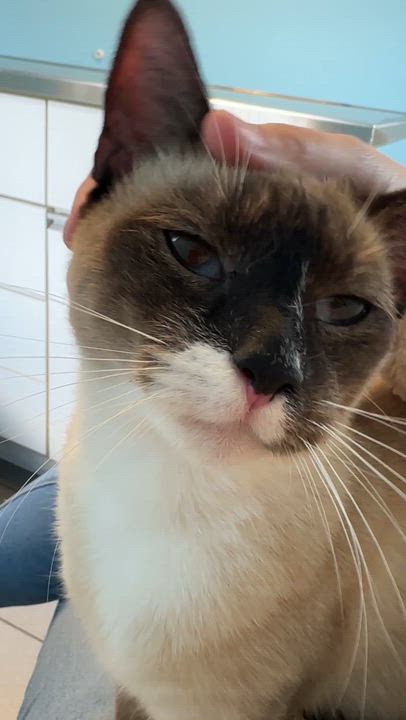 Enlarge Saphire, a Adoptable Siamese in Johnstown, NY video 3/6