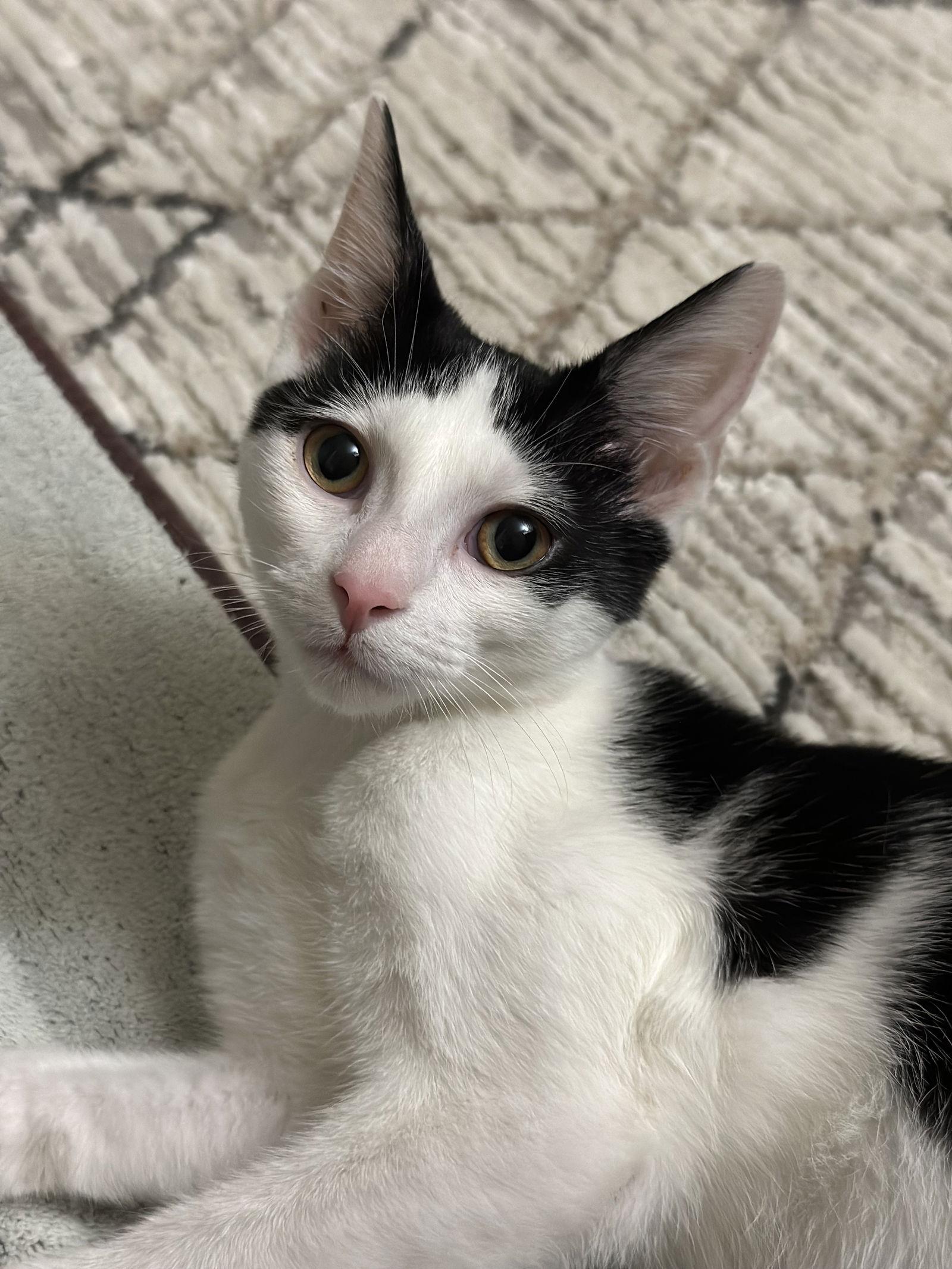 Enlarge Everett, a Adoptable Domestic Short Hair in Crossville, TN image 1/3