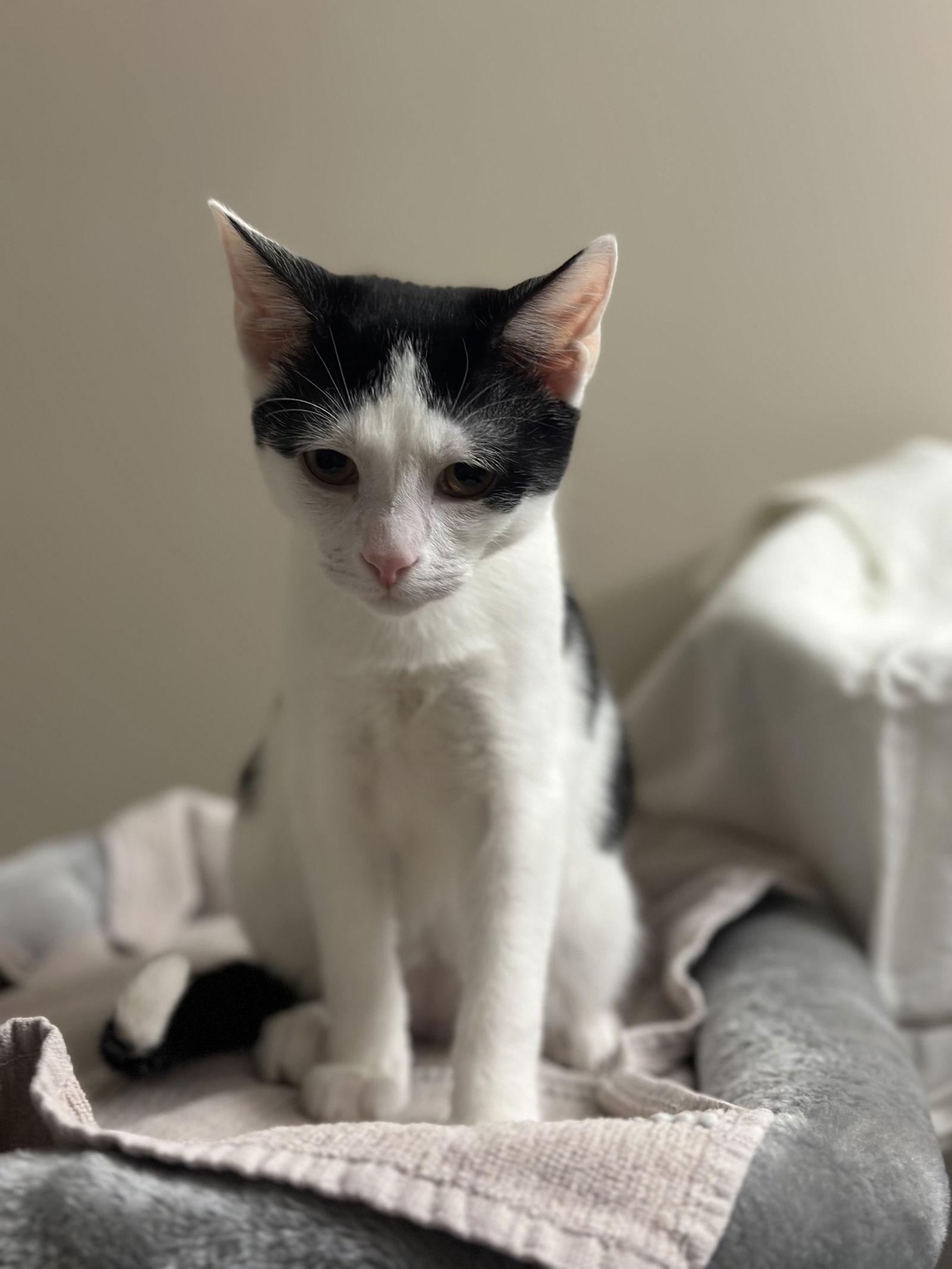 Enlarge Everett, a Adoptable Domestic Short Hair in Crossville, TN image 2/3