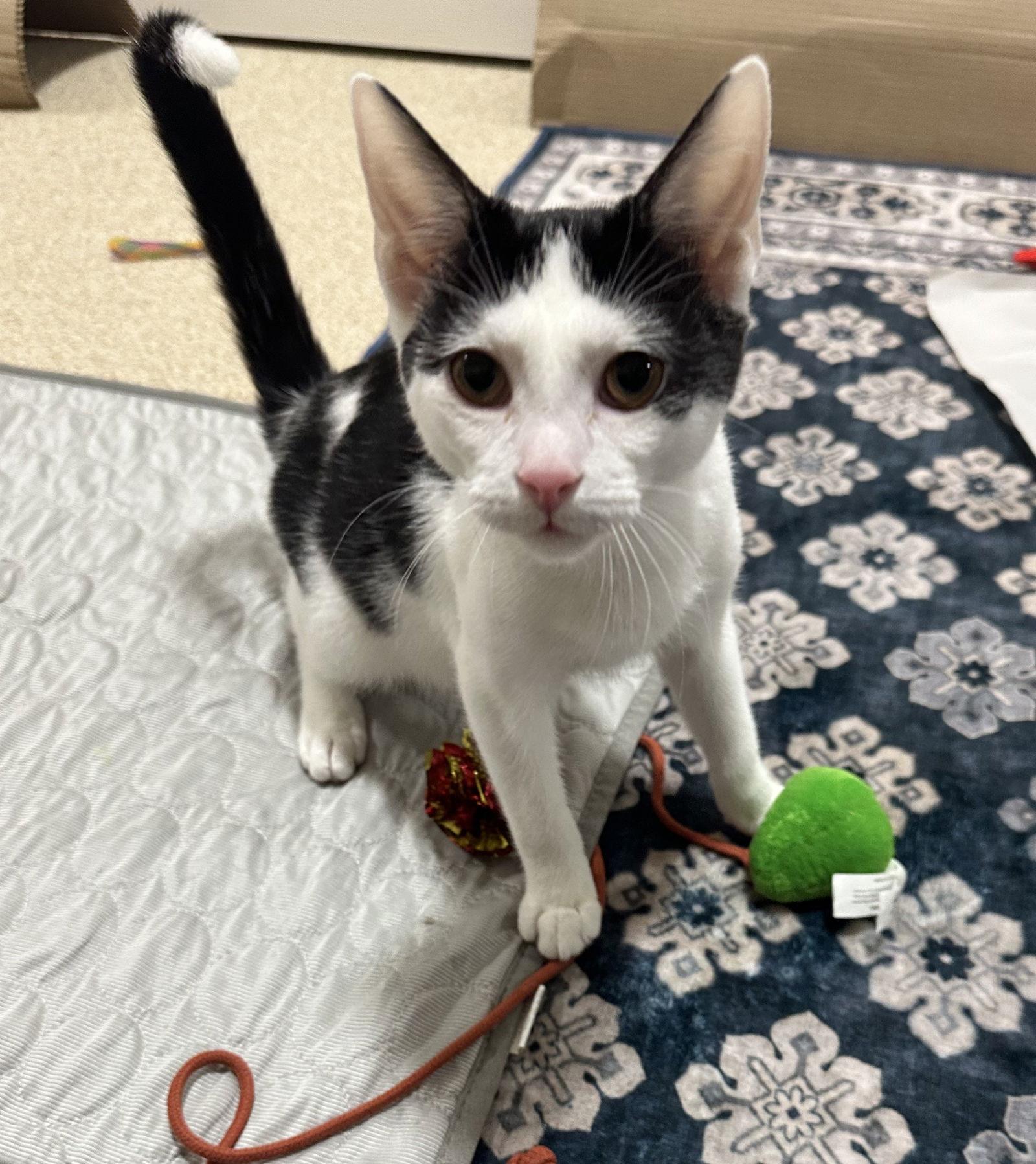 Enlarge Everett, a Adoptable Domestic Short Hair in Crossville, TN image 3/3