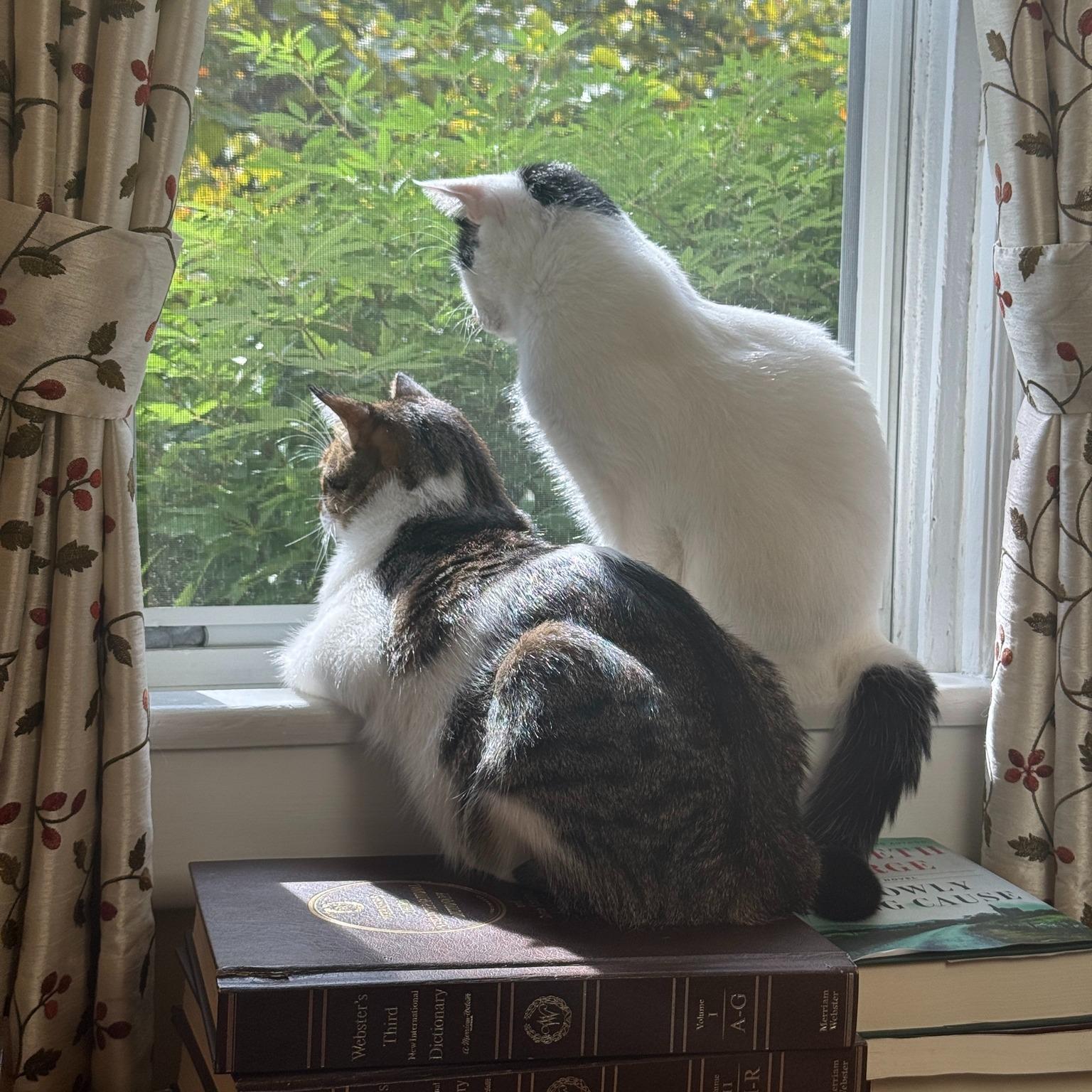 Enlarge Luke and Hummus, a ADOPTABLE Domestic Short Hair in Fairfax, VA image 1/6