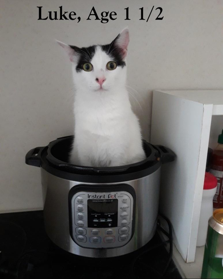 Enlarge Luke and Hummus, a ADOPTABLE Domestic Short Hair in Fairfax, VA image 6/6