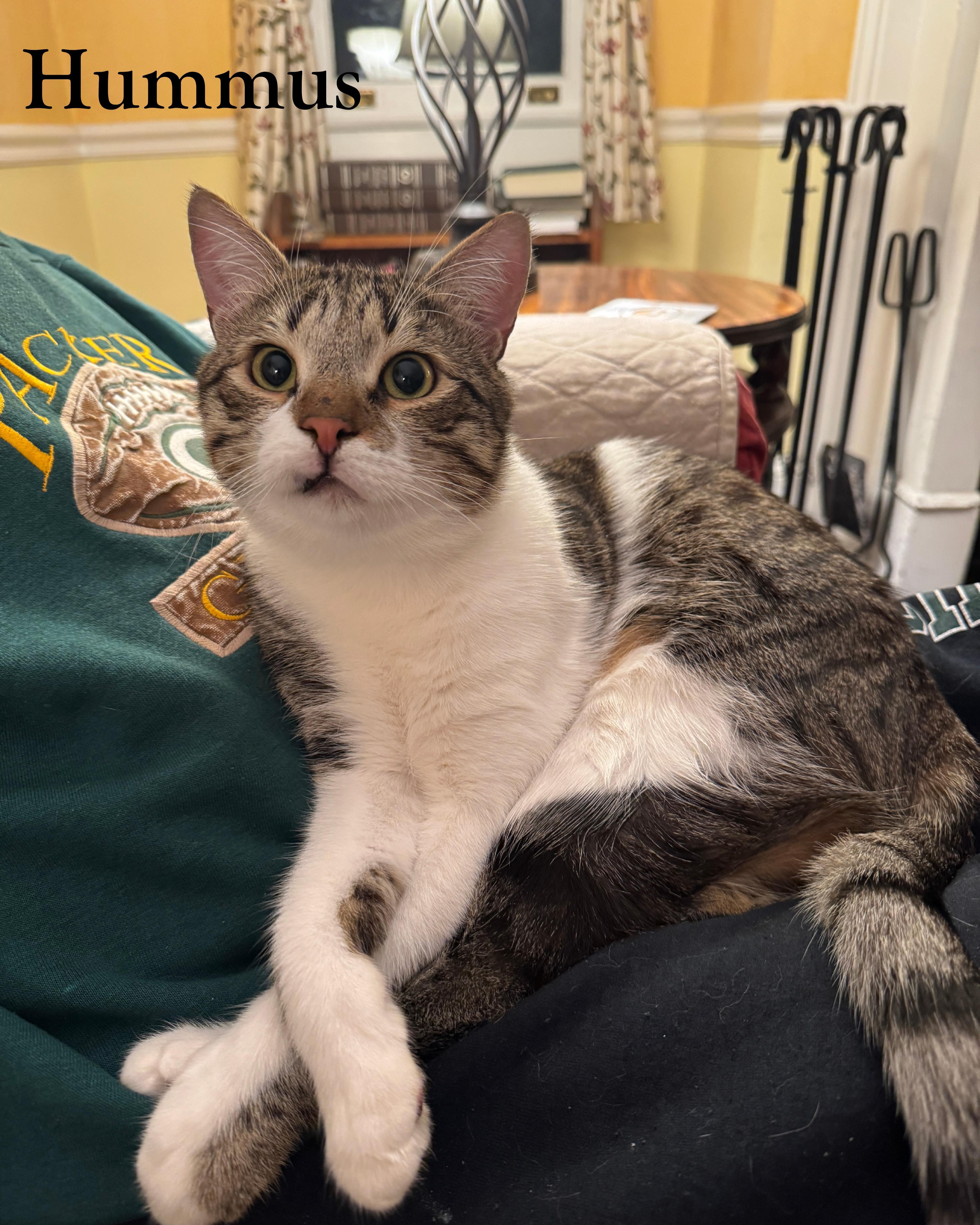 Enlarge Luke and Hummus, a ADOPTABLE Domestic Short Hair in Fairfax, VA image 5/6