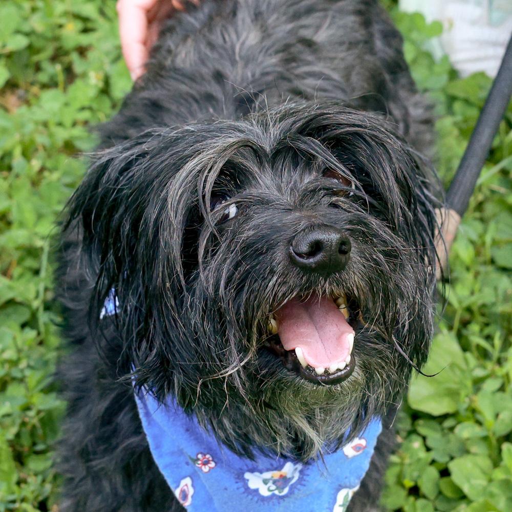 Enlarge Sully (Male), an adopted mixed breed in West Grove, PA image 4/6